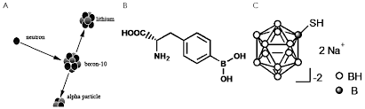 Neutron capture reaction of 10B (A) and currently available boron delivery agents: boronophenylalanine p-dihydroxyboryl-phenylalanine (BPA, B) and borocaptate sodium sulfhydryl borane Na2B12H11SH (BSH, C). Źródło:http://www.thetcr.org/ Neutron capture reaction of 10B (A) and currently available boron delivery agents: boronophenylalanine p-dihydroxyboryl-phenylalanine (BPA, B) and borocaptate sodium sulfhydryl borane Na2B12H11SH (BSH, C). Źródło:http://www.thetcr.org/